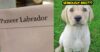 Foodies Hilariously React After Pic Of Paneer ‘Labrador’ Instead Of ‘Lababdar’ Goes Viral RVCJ Media