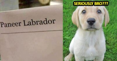 Foodies Hilariously React After Pic Of Paneer ‘Labrador’ Instead Of ‘Lababdar’ Goes Viral RVCJ Media
