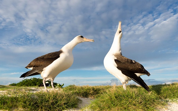 Photos Of “World’s Oldest Known Wild Bird” Go Viral On Internet, Her Age Will Amaze You - RVCJ Media