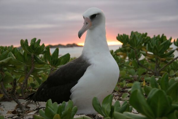 Photos Of “World’s Oldest Known Wild Bird” Go Viral On Internet, Her Age Will Amaze You - RVCJ Media