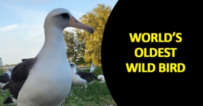 Photos Of “World’s Oldest Known Wild Bird” Go Viral On Internet, Her Age Will Amaze You RVCJ Media