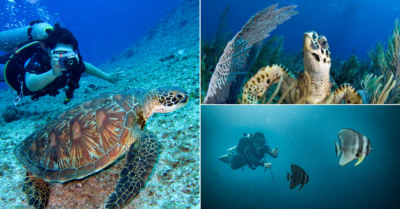 5 Best Places for Scuba Diving Around the World