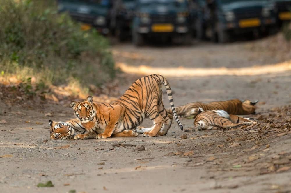 Wildlife Encounters: Discover Breathtaking Fauna in These 10 National Parks of India