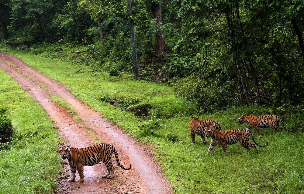 Wildlife Encounters: Discover Breathtaking Fauna in These 10 National Parks of India