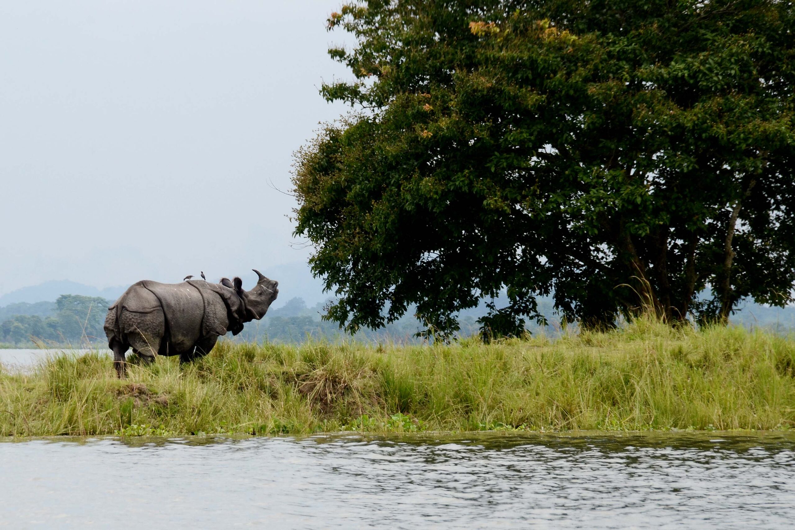 Wildlife Encounters: Discover Breathtaking Fauna in These 10 National Parks of India