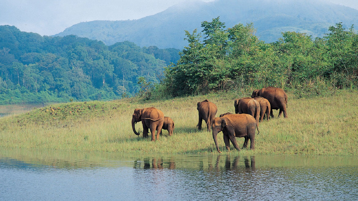 Wildlife Encounters: Discover Breathtaking Fauna in These 10 National Parks of India