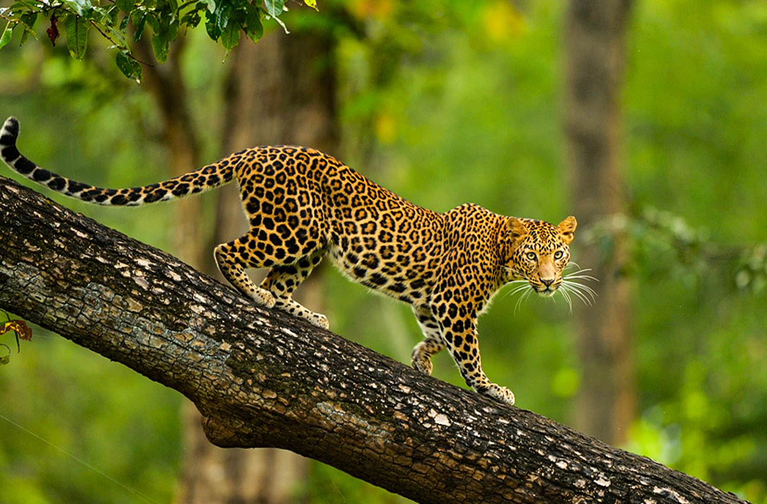 Wildlife Encounters: Discover Breathtaking Fauna in These 10 National Parks of India