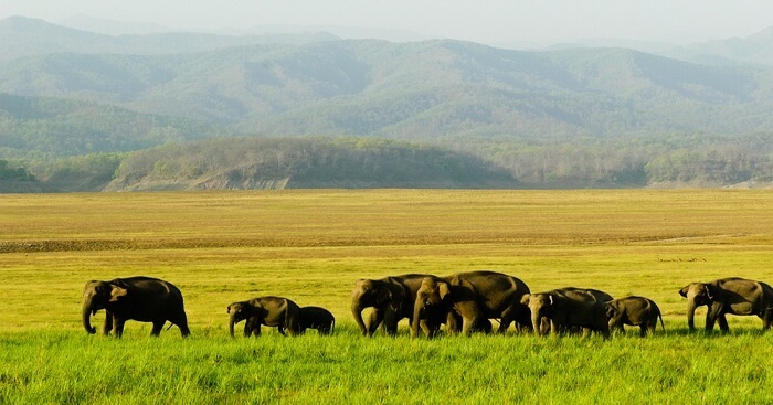 Wildlife Encounters: Discover Breathtaking Fauna in These 10 National Parks of India