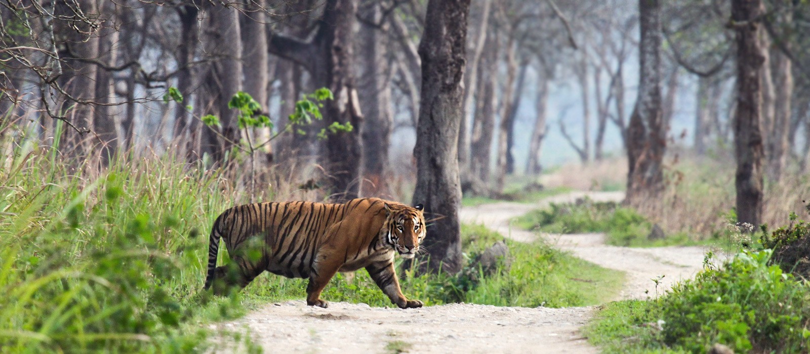 Exploring Northern India's Breathtaking Routes: 10 Scenic Drives In North india for Your Next Adventure