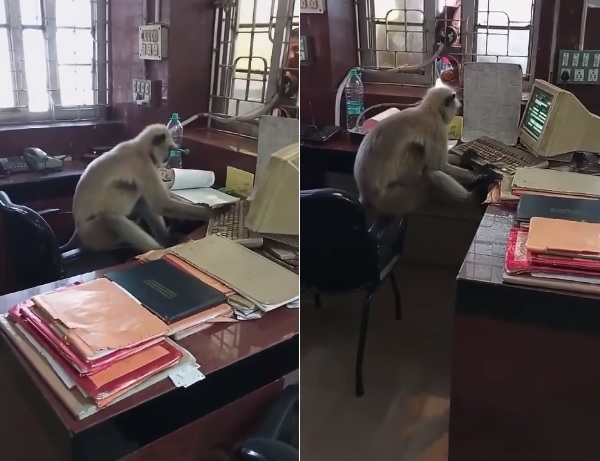 Langur Replaces Railway Officials In West Bengal, Flips Pages, Types On Keyboard; Video Goes Viral RVCJ Media