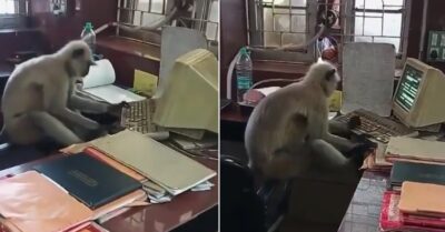 Langur Replaces Railway Officials In West Bengal, Flips Pages, Types On Keyboard; Video Goes Viral RVCJ Media