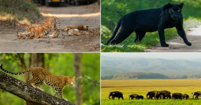 Wildlife Encounters: Discover Breathtaking Fauna in These 10 National Parks of India