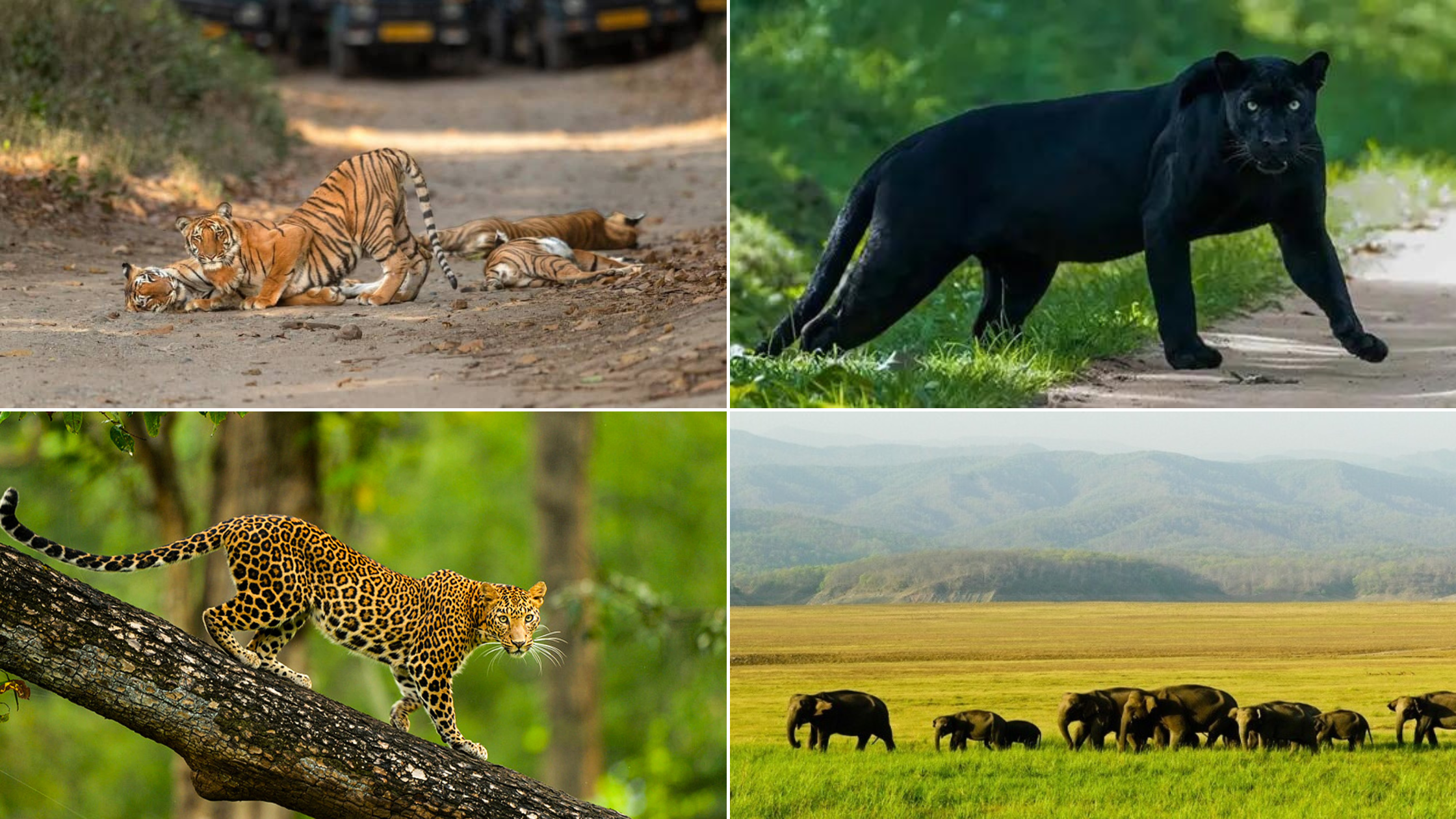 Wildlife Encounters: Discover Breathtaking Fauna in These 10 National Parks of India