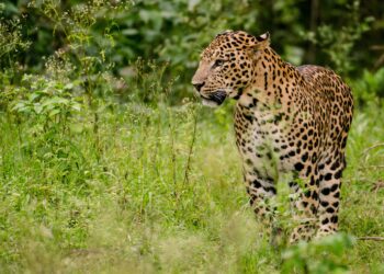 Urban Jungle Adventures: 5 National Parks Near Delhi