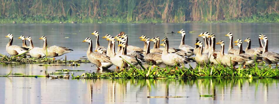 Urban Jungle Adventures: 5 National Parks Near Delhi