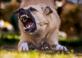 Barking Up the Right Tree: State-Specific Dog Bite Laws Unveiled
