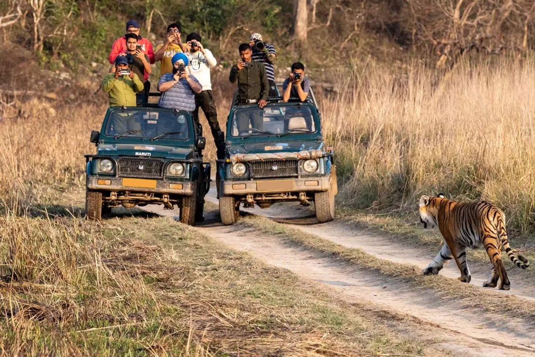 Top 6 Best National Parks To Visit In India For Exploring Wildlife At Its Best 5 Top 6 Best National Parks To Visit In India For Exploring Wildlife At Its Best