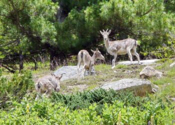 Top 6 Best National Parks To Visit In India For Exploring Wildlife At Its Best