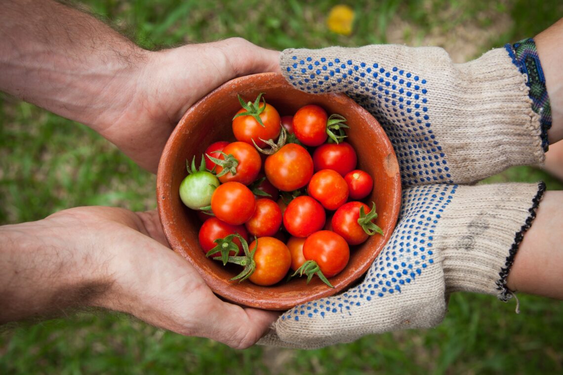 How To Start A Home Vegetable Garden? 6 Amazing Tips 1 How To Start a Home Vegetable Garden?