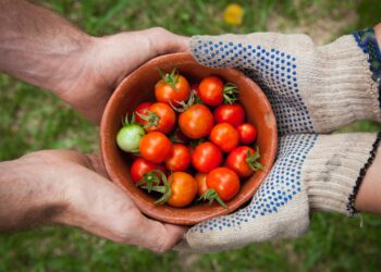 How To Start a Home Vegetable Garden?