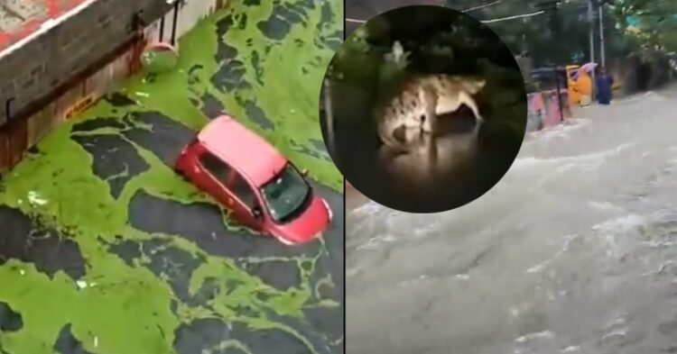 Crocodile On Road To Floating Cars, Scary Visuals From Chennai Go Viral Due To Cyclone Michaung 1 Crocodile On Road To Floating Cars, Scary Visuals From Chennai Go Viral Due To Cyclone Michaung