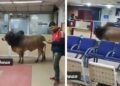 ‘Come After Lunch,’ X Floods With Hilarious Reactions As A Bull Enters Sbi Branch In Up’s Unnao 4 ‘Come After Lunch,’ X Floods With Hilarious Reactions As A Bull Enters SBI Branch In UP’s Unnao