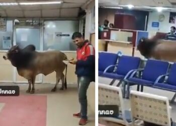 ‘Come After Lunch,’ X Floods With Hilarious Reactions As A Bull Enters SBI Branch In UP’s Unnao