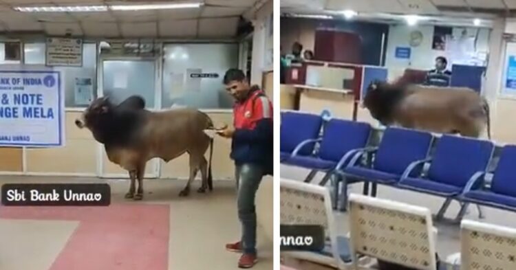 ‘Come After Lunch,’ X Floods With Hilarious Reactions As A Bull Enters SBI Branch In UP’s Unnao