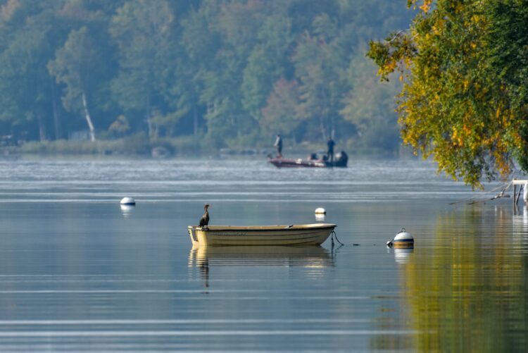 Boat Rides On Ooty Lake: Experience Serenity Amidst Nature 1 Boat Rides on Ooty Lake: Experience Serenity Amidst Nature