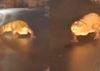 Suryakumar Yadav Reveals What Led Him To Take The Important Catch Of David Miller