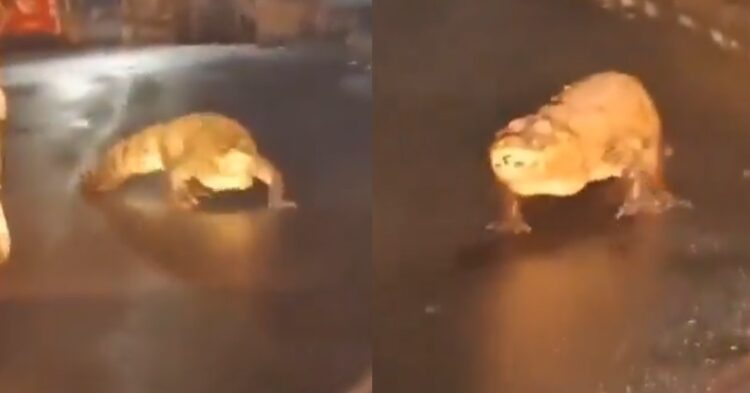 8 Feet Long Crocodile Spotted Walking On Maharashtra Road Amid Heavy Rains, Video Went Viral 1 Suryakumar Yadav Reveals What Led Him To Take The Important Catch Of David Miller