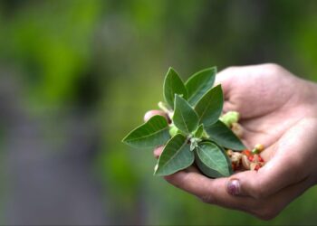 From Stress to Serenity: How Ayurvedic Practices Promote Mental Wellness