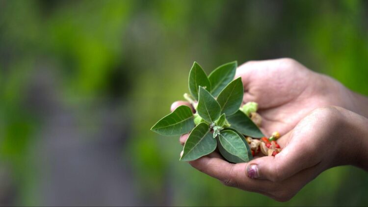 From Stress to Serenity: How Ayurvedic Practices Promote Mental Wellness