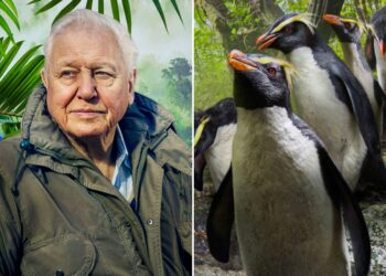 The 9 Best David Attenborough Documentaries - RVCJ