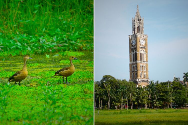 The 8 Best Parks In Mumbai | For Family Outings, Exploring Nature And More... 1 The 8 Best Parks in Mumbai - RVCJ