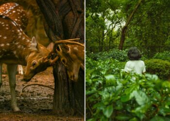 The 8 Best Parks in Delhi - Deer Park