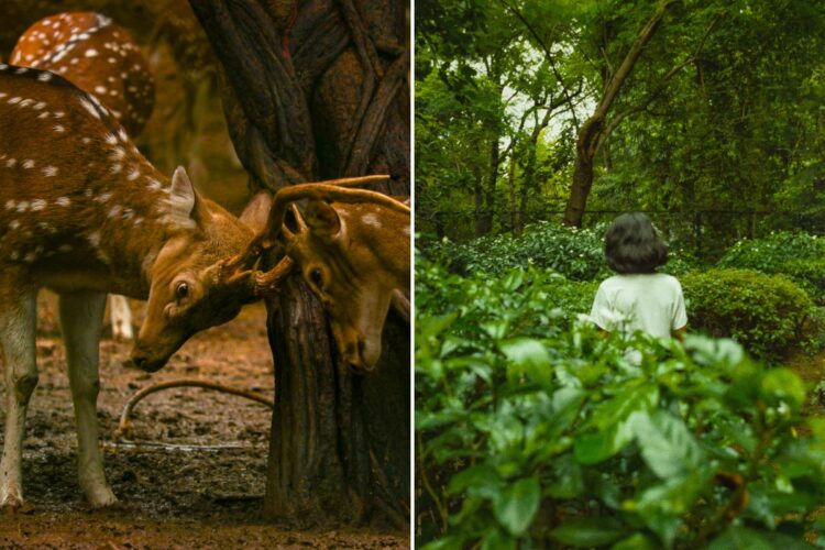 The 8 Best Parks in Delhi - Deer Park