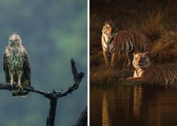 10 Best Tiger Safaris in India - Periyar