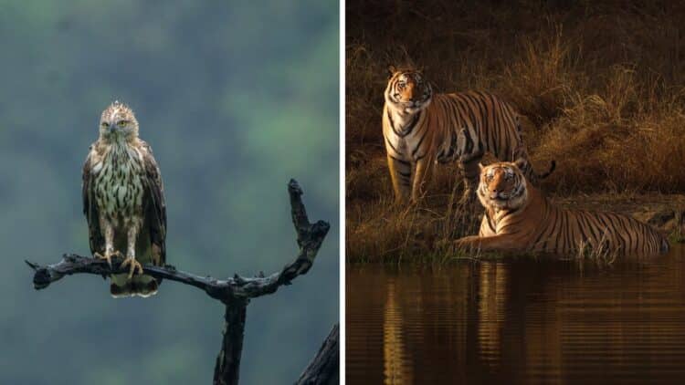 10 Best Tiger Safaris in India - Periyar