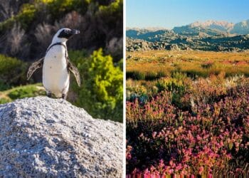 10 Best Reasons To Visit South Africa - RVCJ