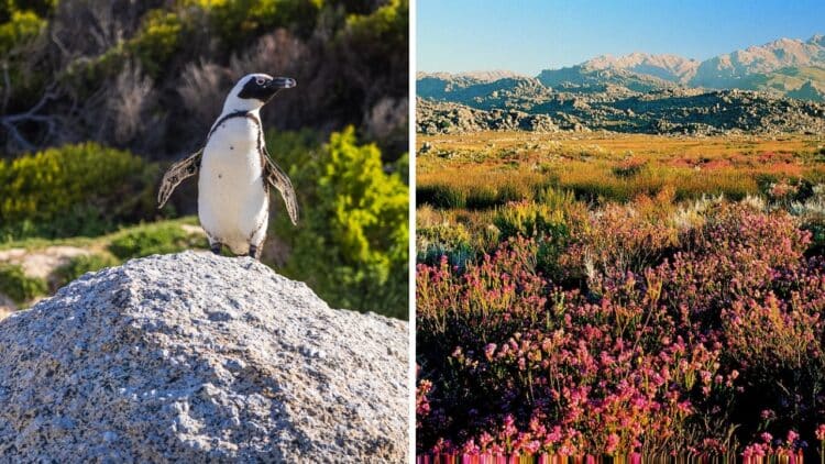 10 Best Reasons To Visit South Africa - RVCJ