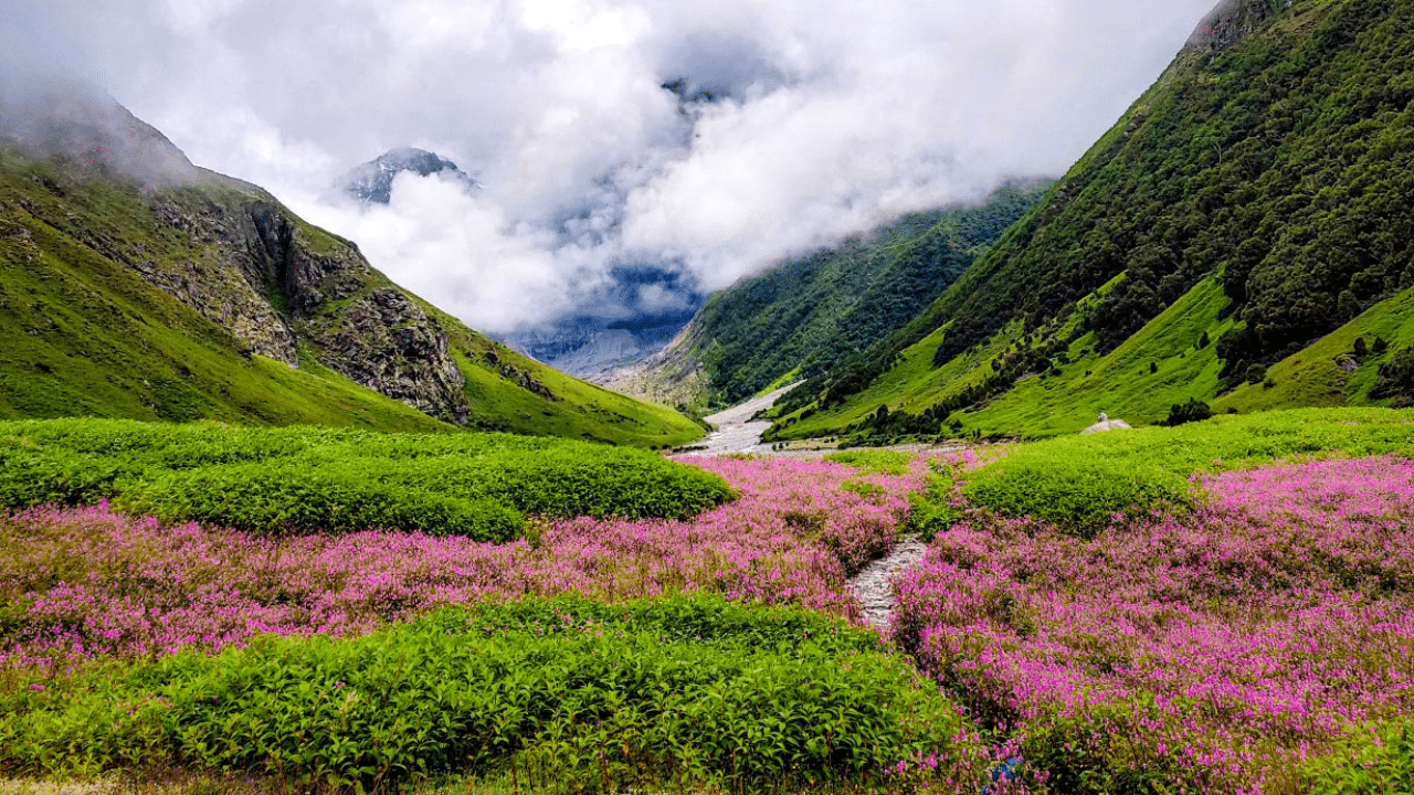 Valley Of Flowers, Uttarakhand