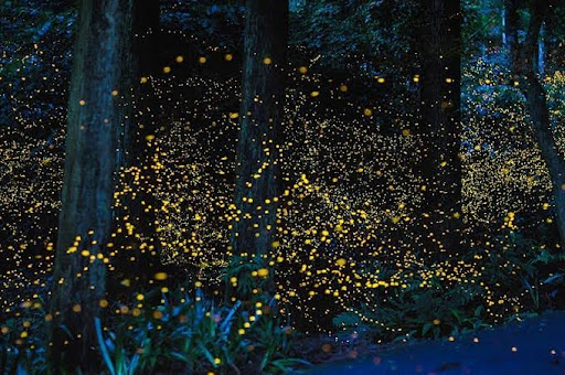 Need A Break? Here Are The Top 6 Best Short Trips From Mumbai For A Weekend Getaway 7 Need a Break? Here Are the Top 6 Best Short Trips from Mumbai for a Weekend Getaway - RVCJ Media