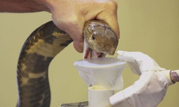 Snake Milker To Professional Cuddler, 8 Strangest Jobs In The World - RVCJ Media